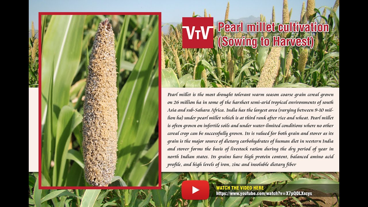 Pearl millet sowing to harvest