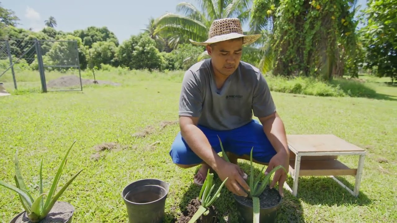REO   Technique simple et efficace de transplantation d'aloès