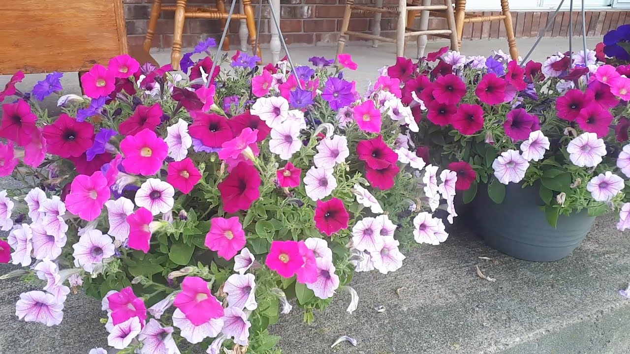 How to Fix Lifeless Hanging Flower Baskets! (Leggy Petunias)