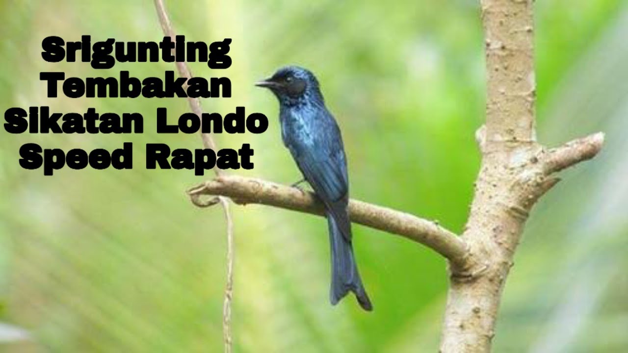 Srigunting Hitam Nembak Sikatan Londo Sambung Kenari Speed Rapat