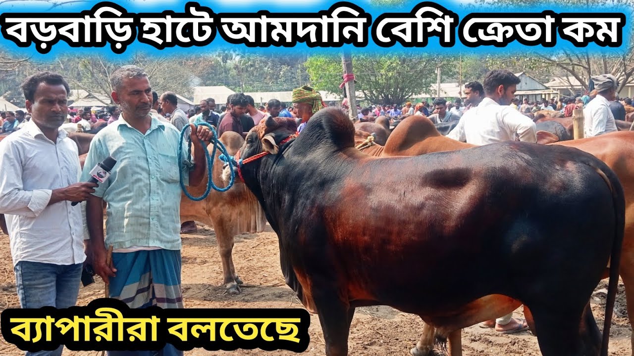 ৪/৩/২৬| আজ বুধবার বড়বাড়ি হাটে কুরবানী ঈদের খামার উপযোগী গরু কেমন দামে বেচাকেনা হচ্ছে দেখন!