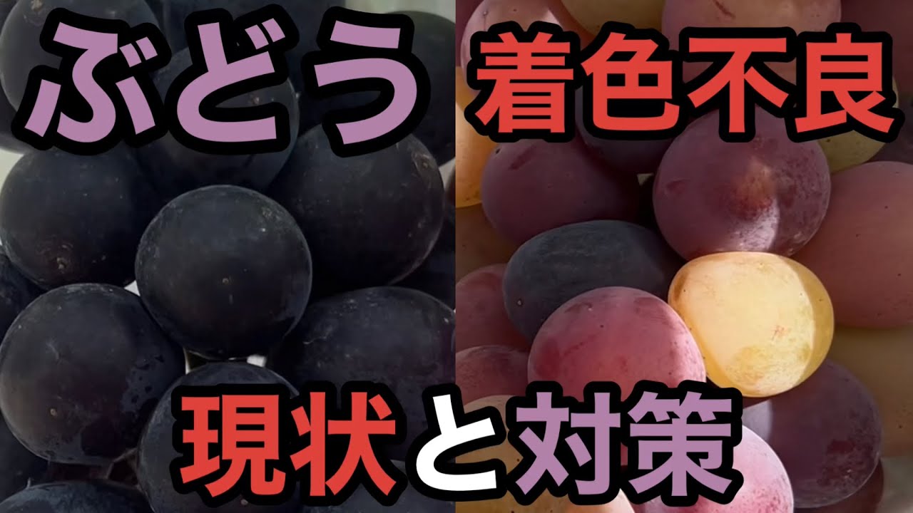 ぶどうの着色不良の現状と対策〜ブラックビートを見ながら考える〜