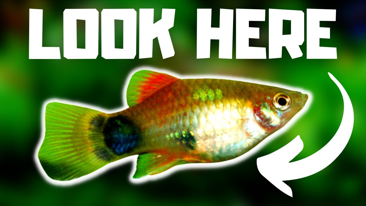 Accurate Signs A Female Platy is About to Give Birth!