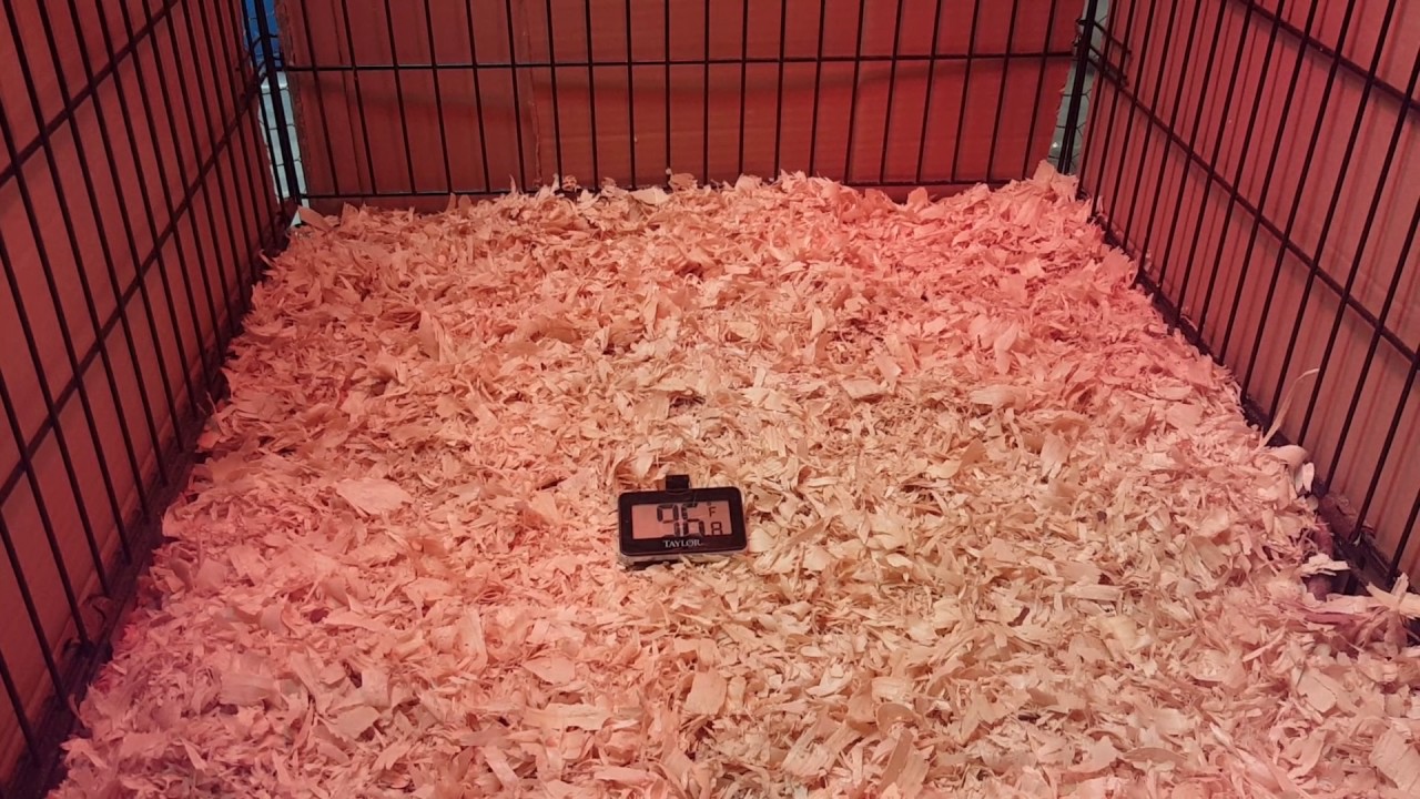 DIY chicken brooder