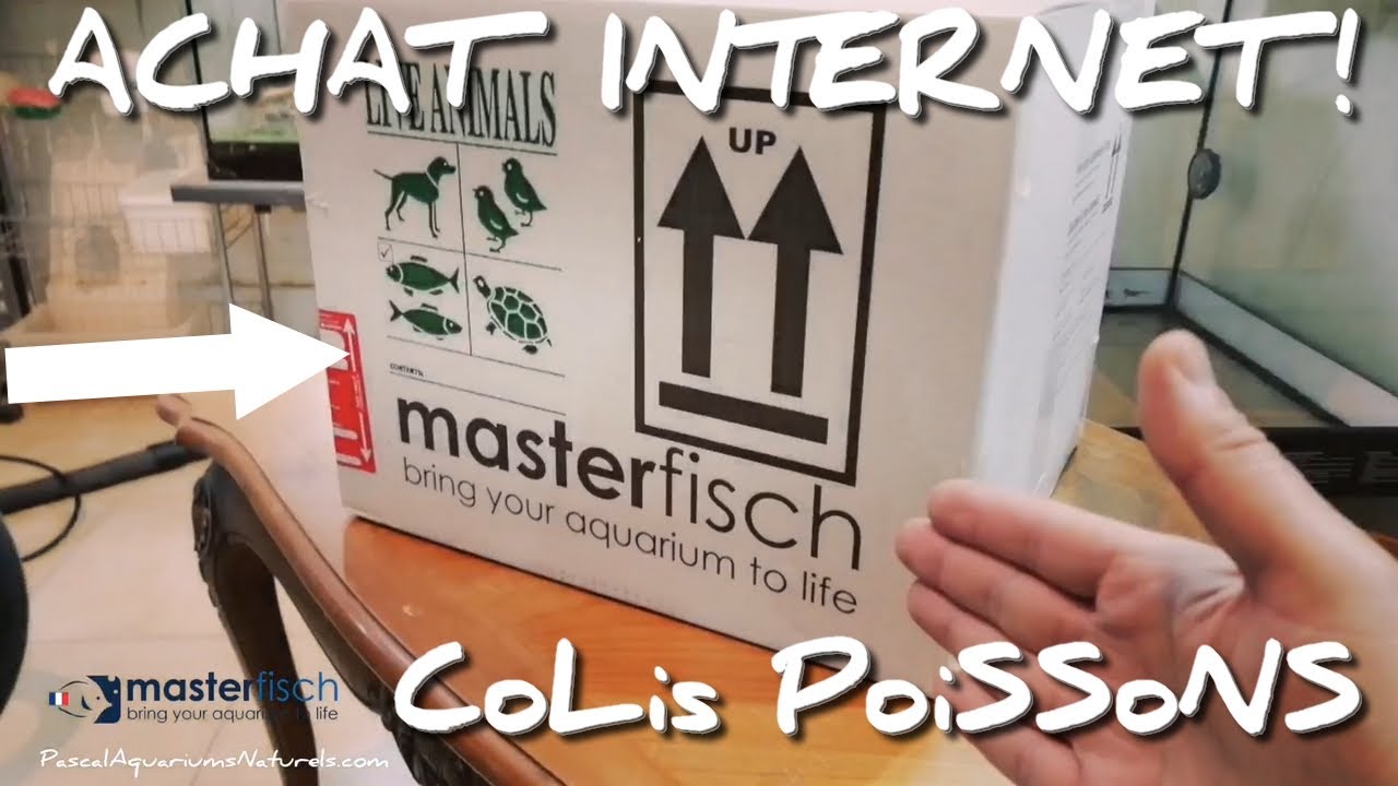 Unboxing poissons de banc ! achat internet sur masterfisch - Pascal Aquariums Naturels