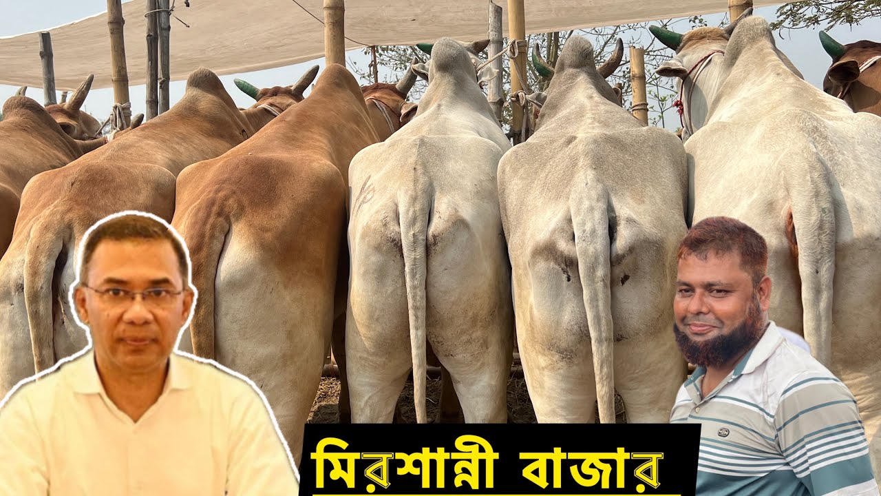 ২৫ ফ্রেবুয়ারি ২০২৬-কুমিল্লা মিরশান্নী বাজার থেকে ২০২৬ কোরবানি উপযোগী বলদ গরুর দাম দর বিস্তারিত জানুন