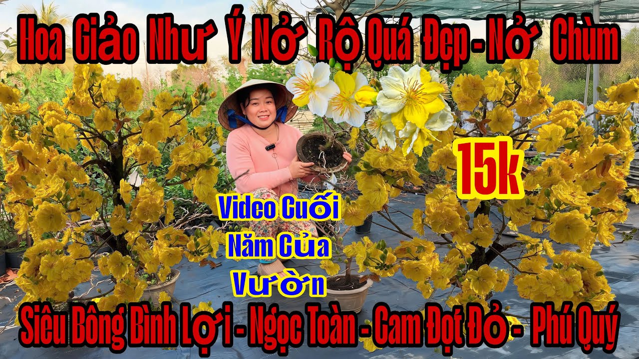 17/12☎️0357410277☎️🌲Mai Vàng Chơi Tết Giá Rẻ🌲Siêu Bông Bình Lợi-Nhị Ngọc Toàn-Giảo Như Ý-Phú Quý...🌲