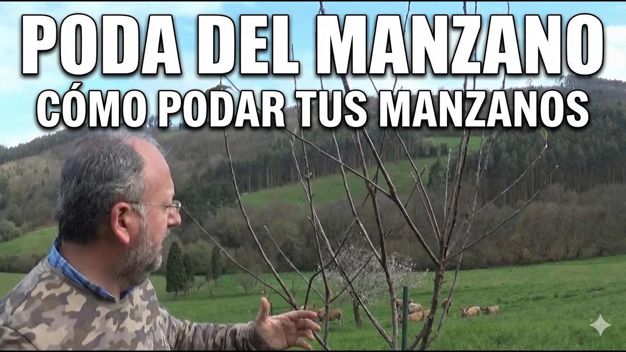 Como podar manzanos fácil || Mejora la cosecha  #tuhuertofacil