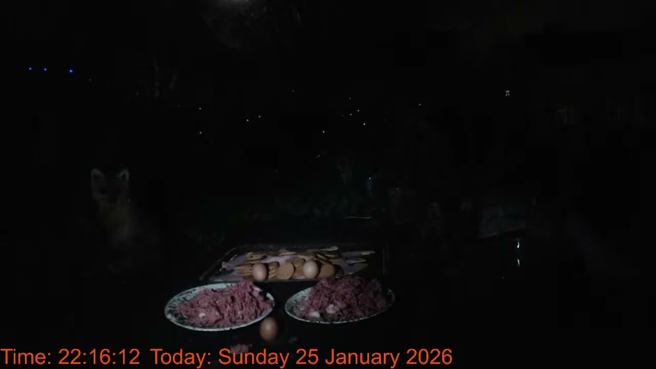 Foxheaven Dublin Ireland Livestream