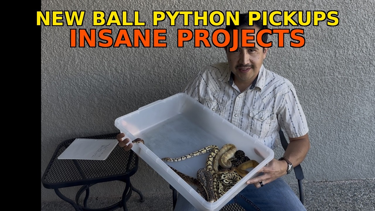 Insane Projects! New Ball Python Pickups