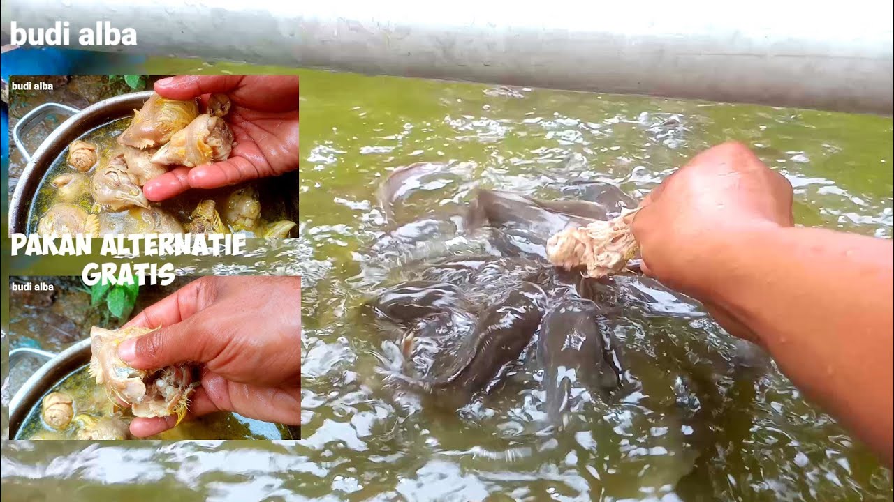 pakan alternatif lele menggunakan kepala ayam