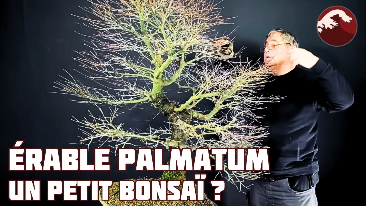 On ne taille pas un Étable qui Coule ! 🌱 NEJIKAN BONSAI 🌱