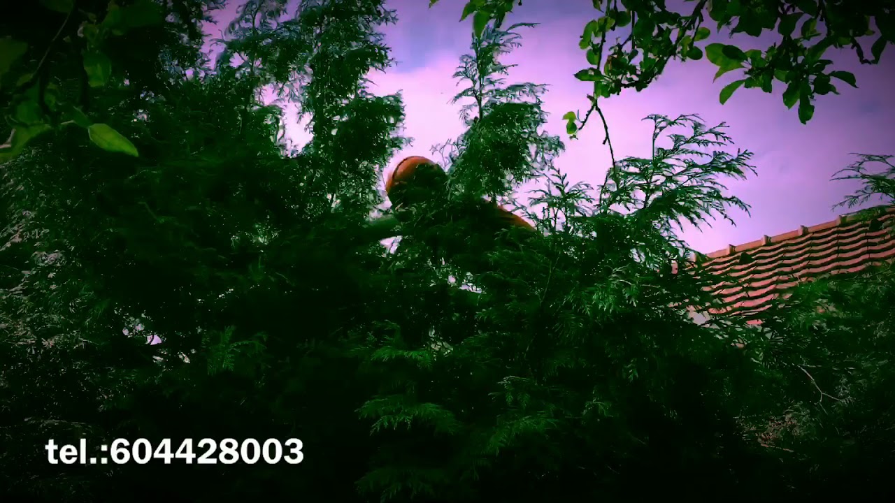 Zkrácení přerostlích thují ve třech metrech