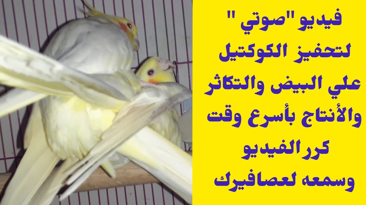 تحفيز الكوكتيل علي التزاوج والتكاثر