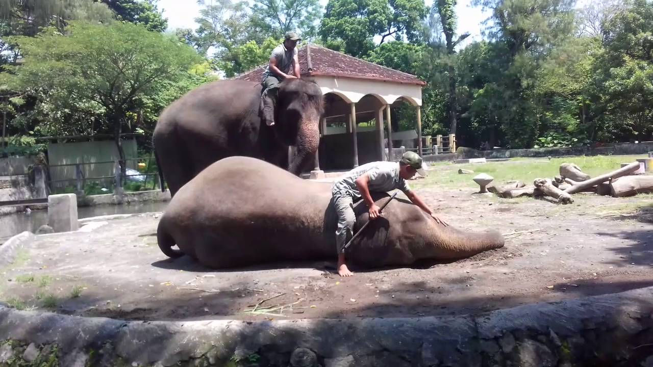 Atraksi dan Pengenalan Tingkah Laku Gajah Gembira Loka Zoo
