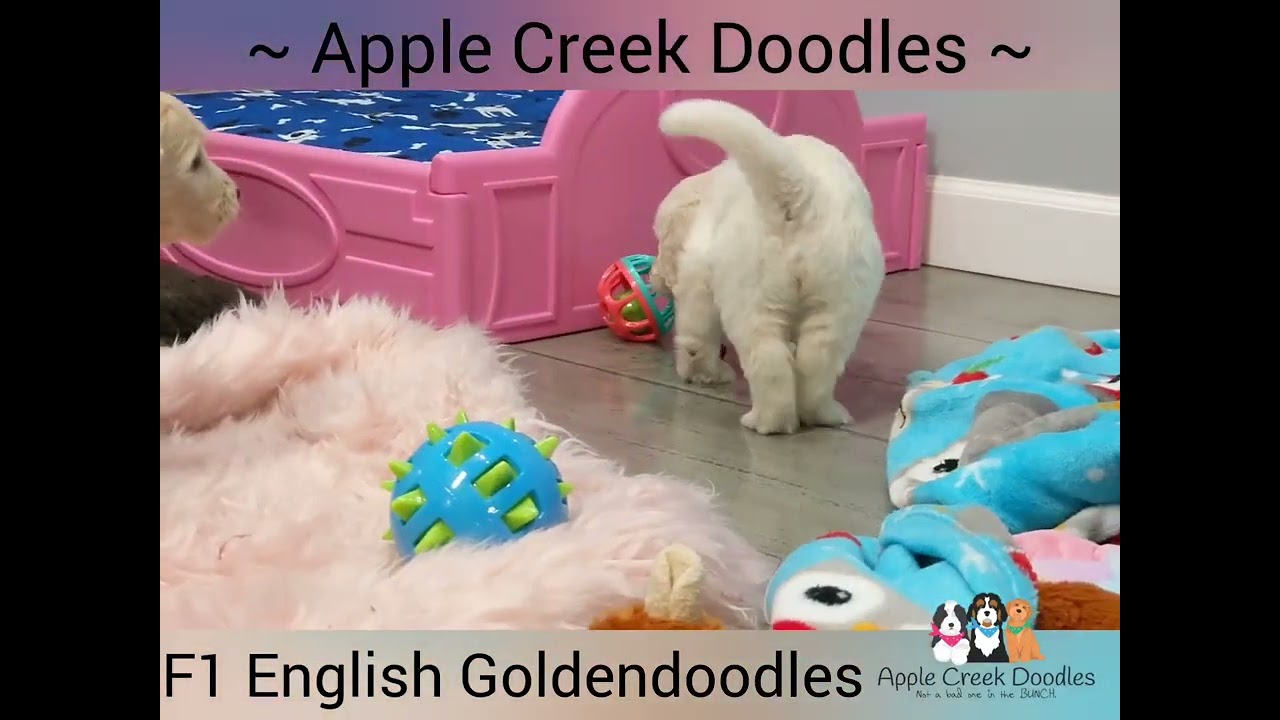 F1 English Goldendoodles Girls.