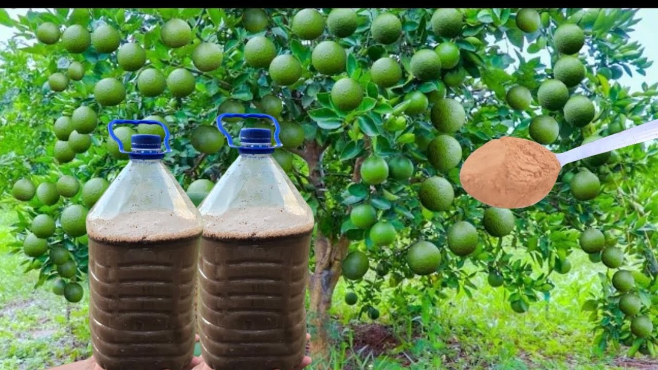 EXAGERADA cosecha de Limones tendras  Si aplicas estos abonos orgánicos 