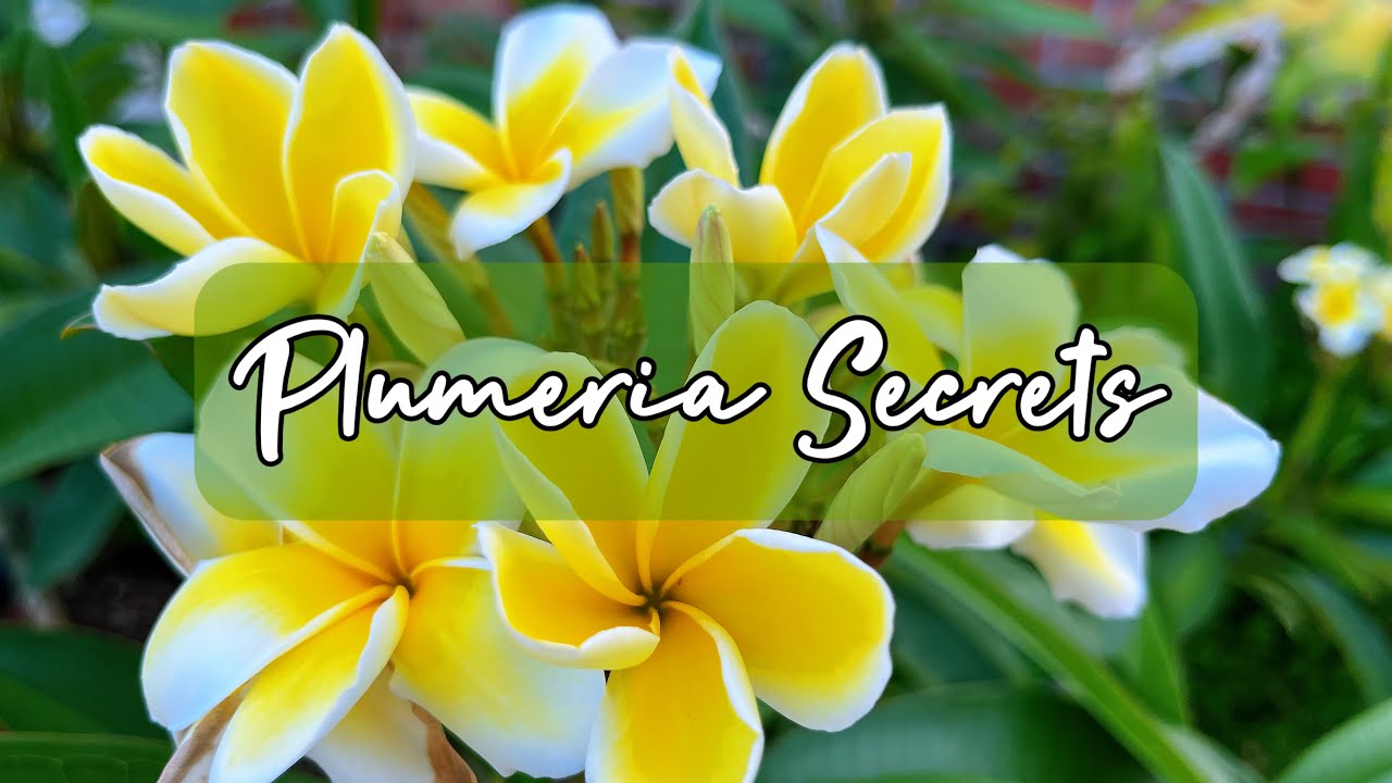 How To Grow Plumeria