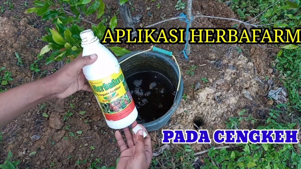 Cara Memupuk Cengkeh Dengan Herbafarm