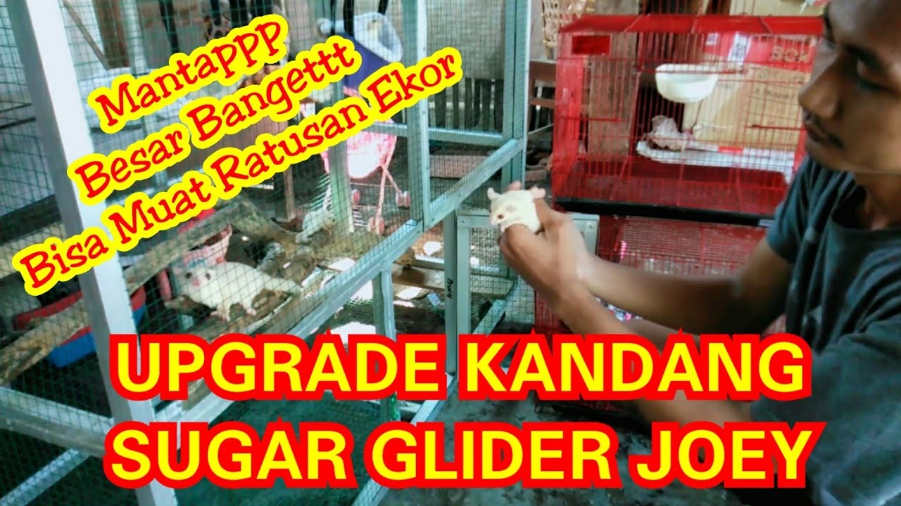 UPGRADE KANDANG SUGAR GLIDER JOEY BESAR BANGET