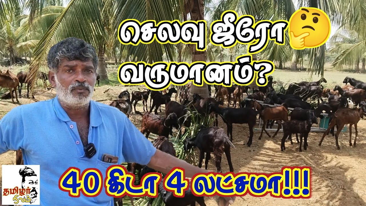 தீவனச் செலவு ஜீரோ வருமானம் லட்சம் / நம்புங்க நான் சாட்சி.