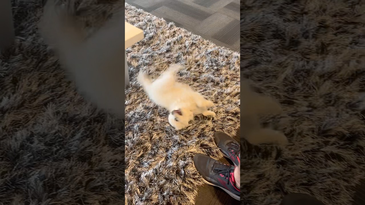 Happy Puppy ❤️Pure Joy