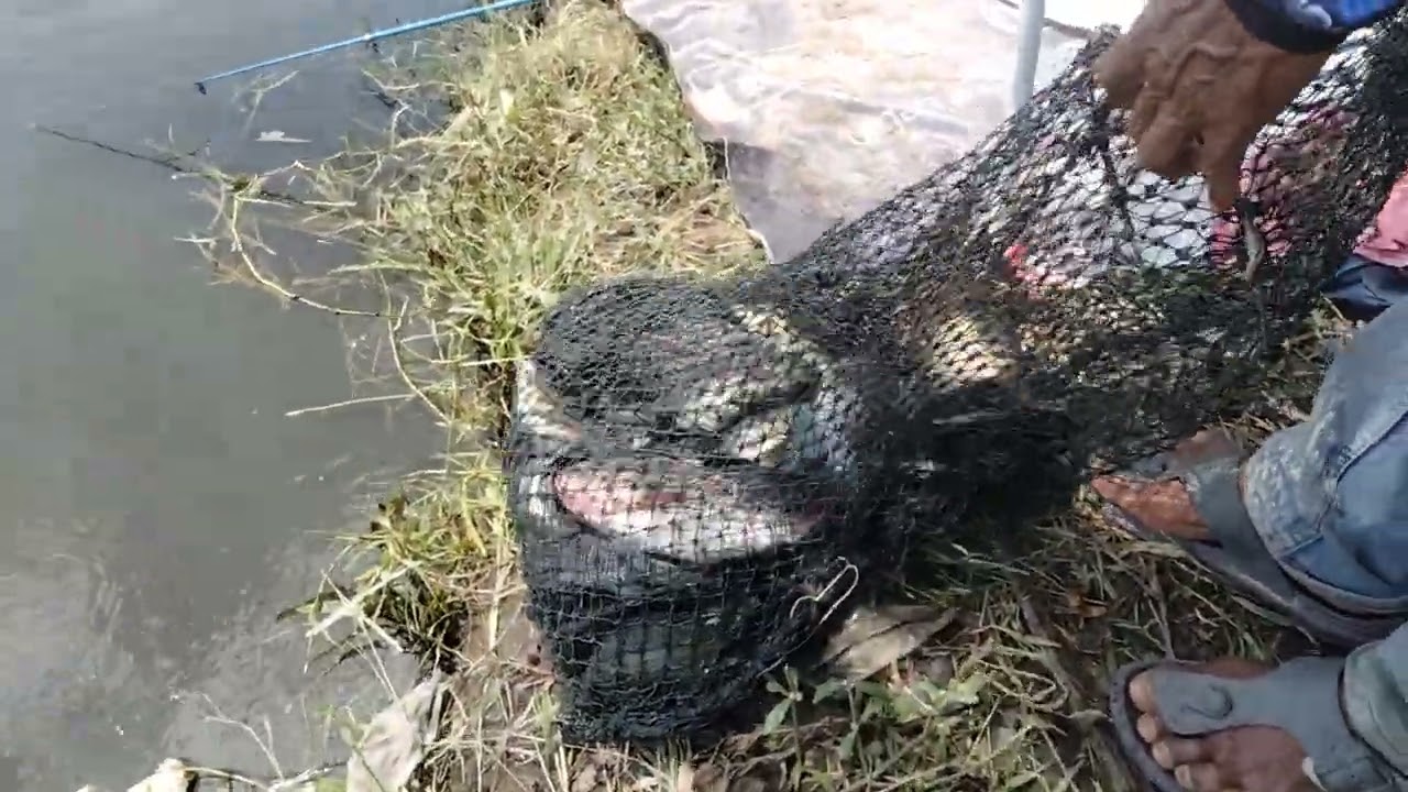 Hasil dari pemancing di kolam perdana Abah Budi sawit #youtube #ytshorts #masukberanda 