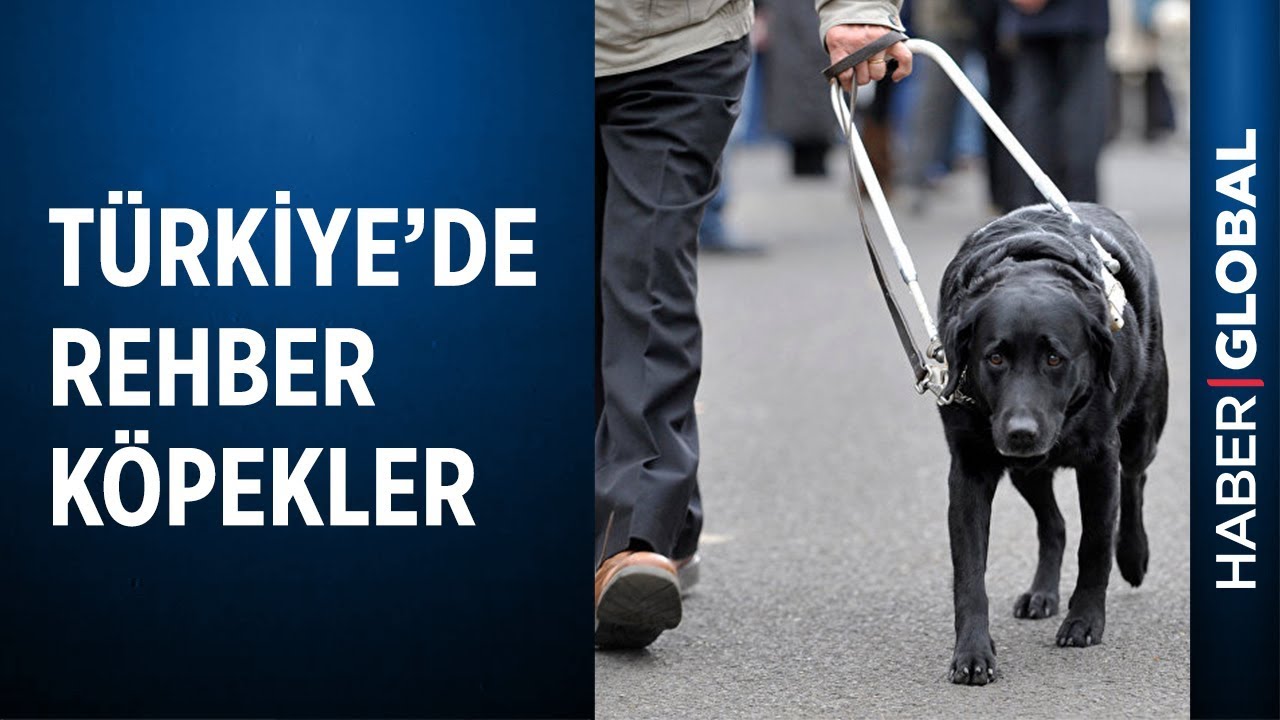 Görme Engellilere Yardım Eden Rehber Köpekler Nasıl Eğitiliyor?