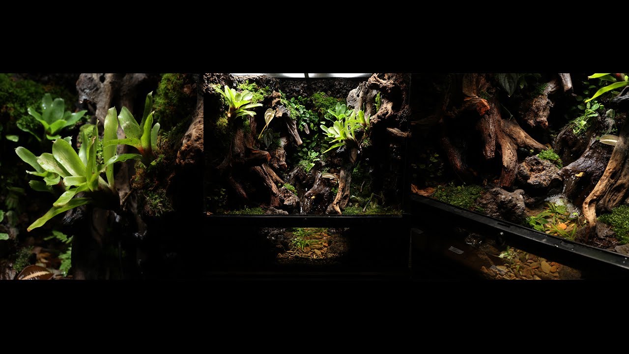 Making a Sound of the Valley Paludarium | 계곡의 소리 팔루다리움 만들기 | 60 45 60