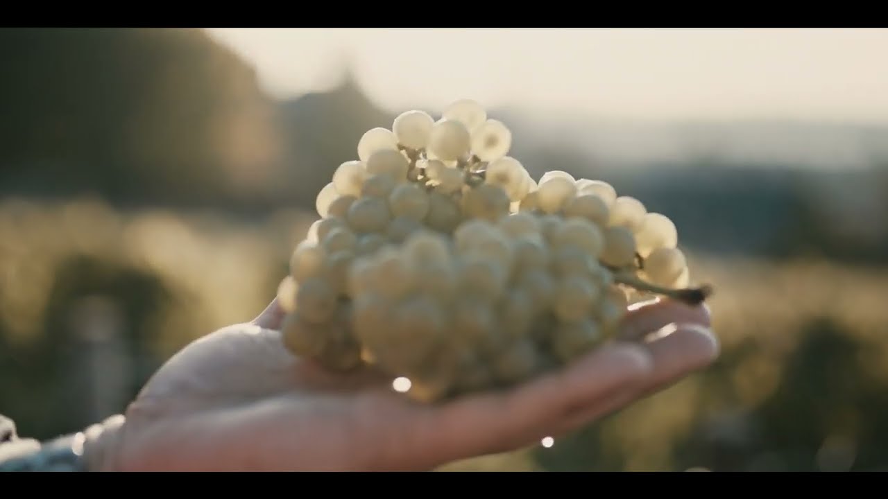 Taittinger Harvest 2025, a promise under the sun