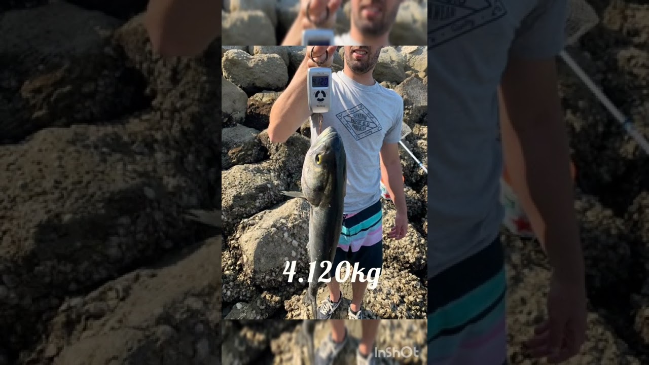 Anjova (Pomatomus saltatrix) 4.120kg🐟🔝🔱🤯🤯