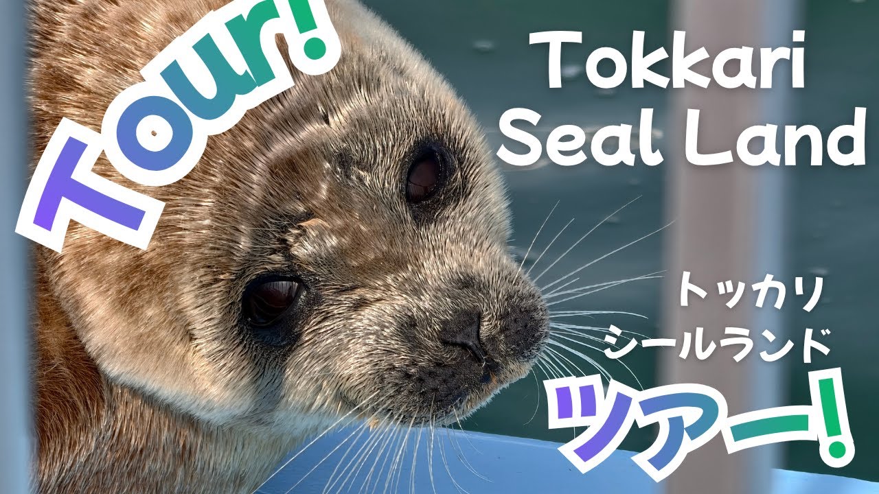 Okhotsk Tokkari Center Seal Land Tour featuring Mashiro! Tsuki! Seals! ましろくんとオホーツクとっかりセンターアザラシランドツアー