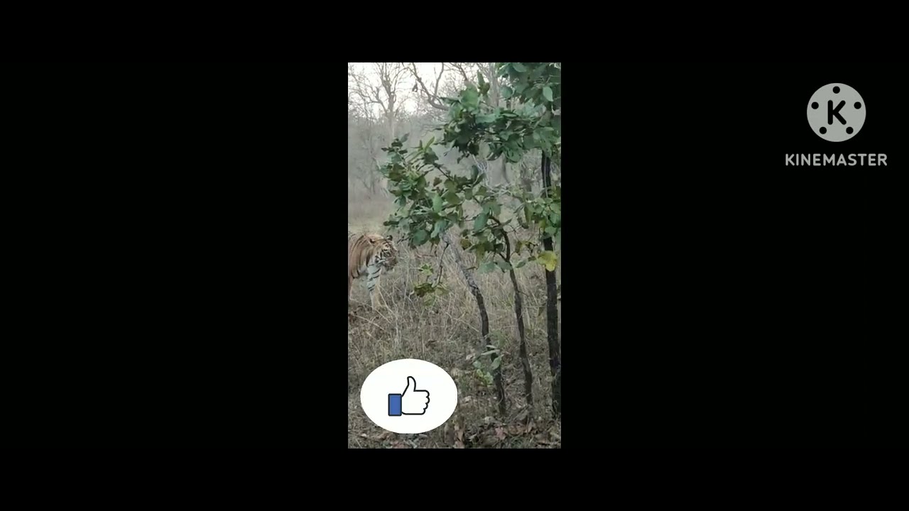 Tiger Spotted at Umred Karhandla Wildlife Sanctuary.#tigers &nbsp;#shortsvideo #shortsviral