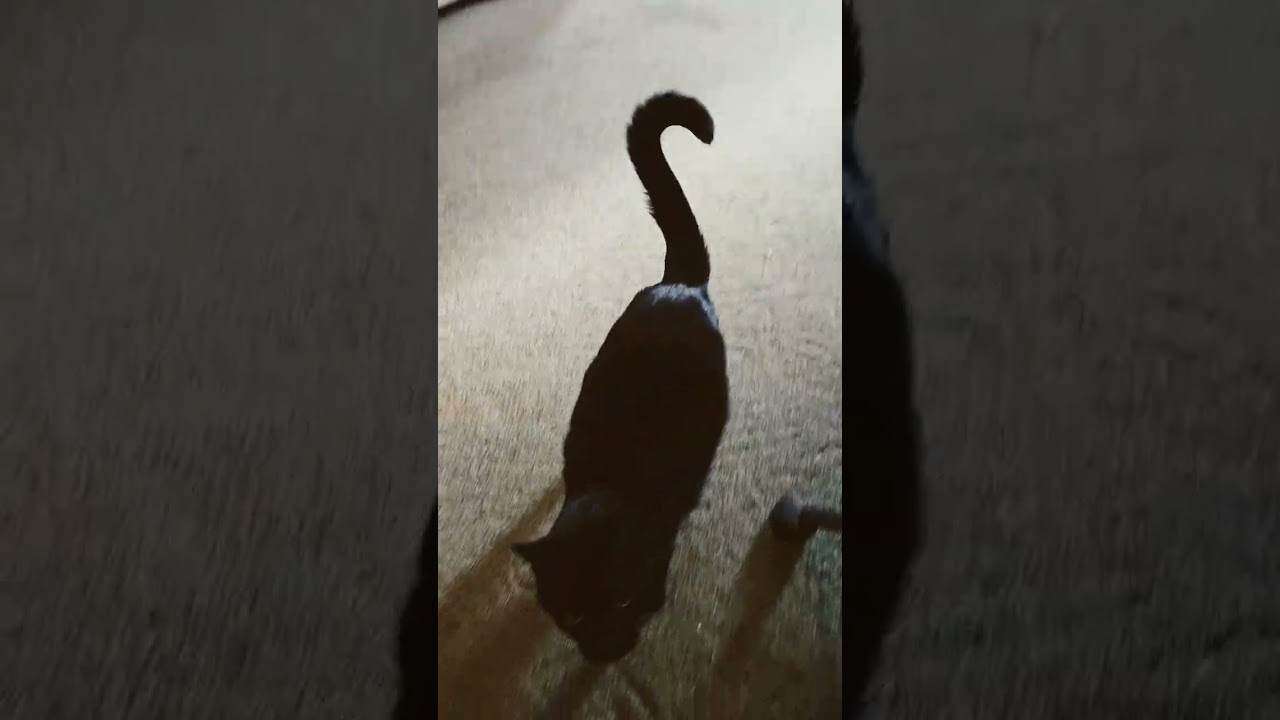 Steve the Cat tests the new YouTube age verification
