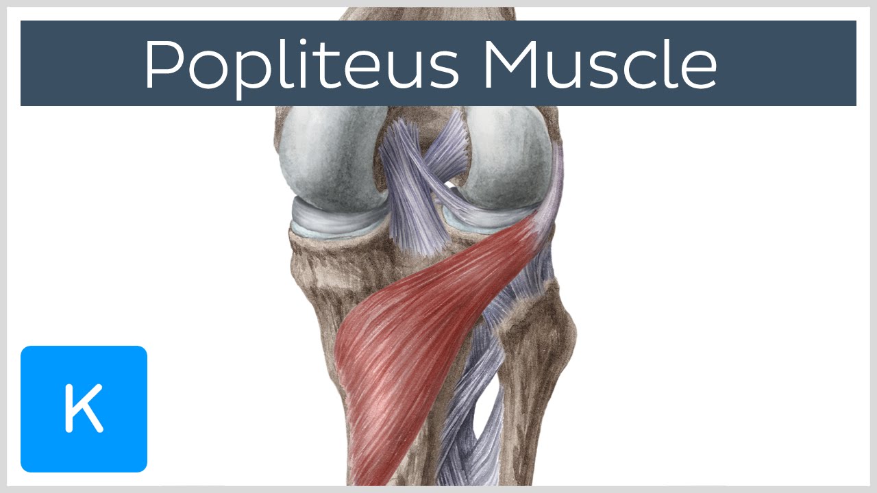 Popliteus Muscle - Origin, Insertion, Function & Innervation - Human Anatomy |&nbsp;Kenhub