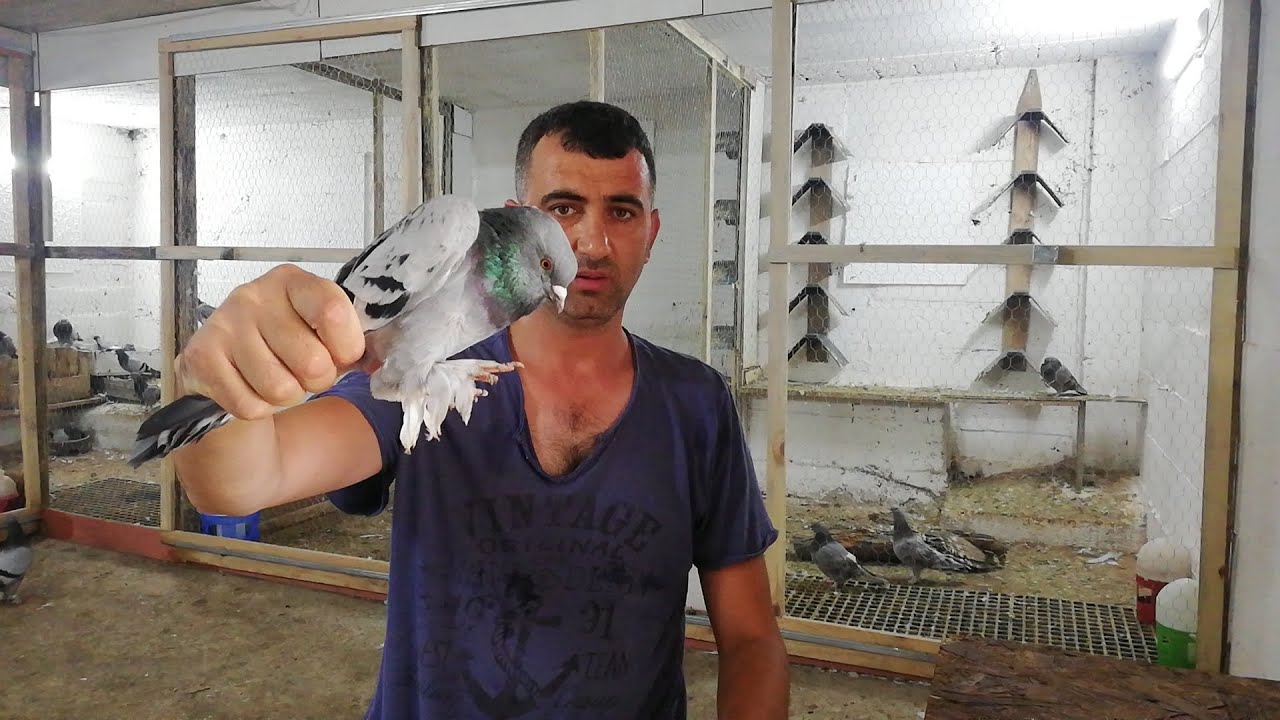 SAHİPLENDİRİLDİ. Stoklarla Sınırlı,20 Kuş 1000 Puan. Darıca.