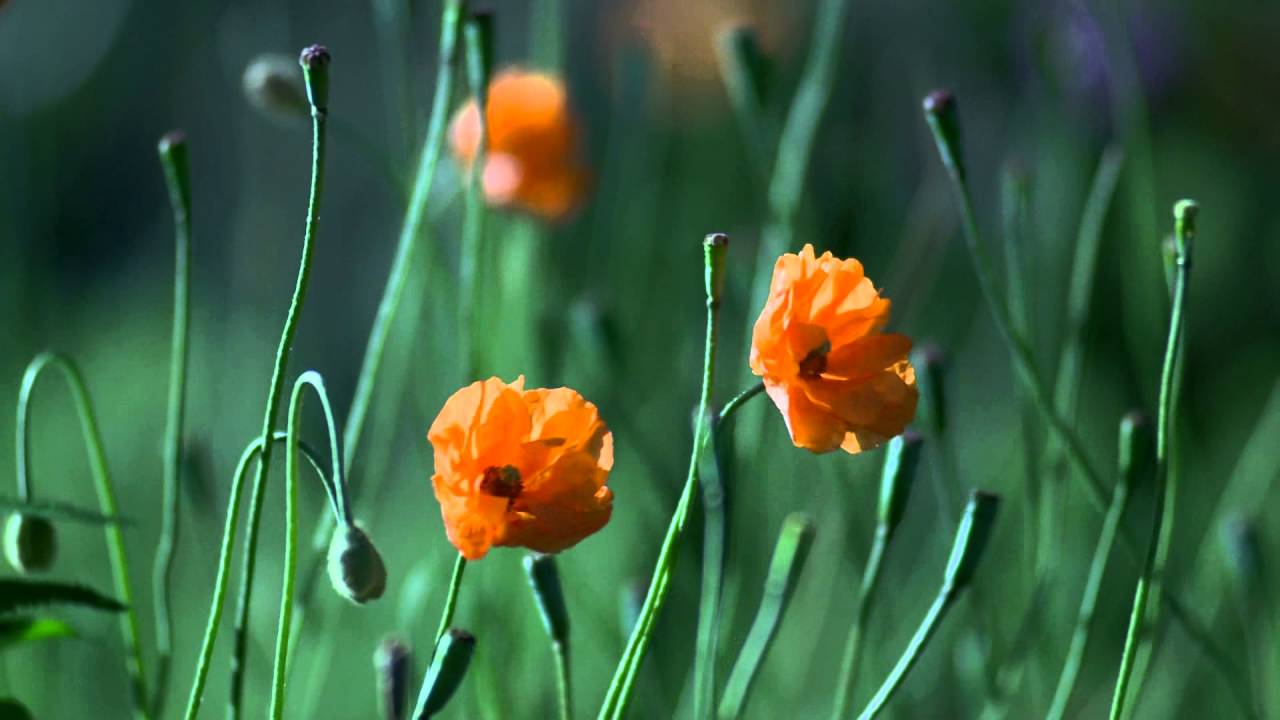 slechte video over bloemen