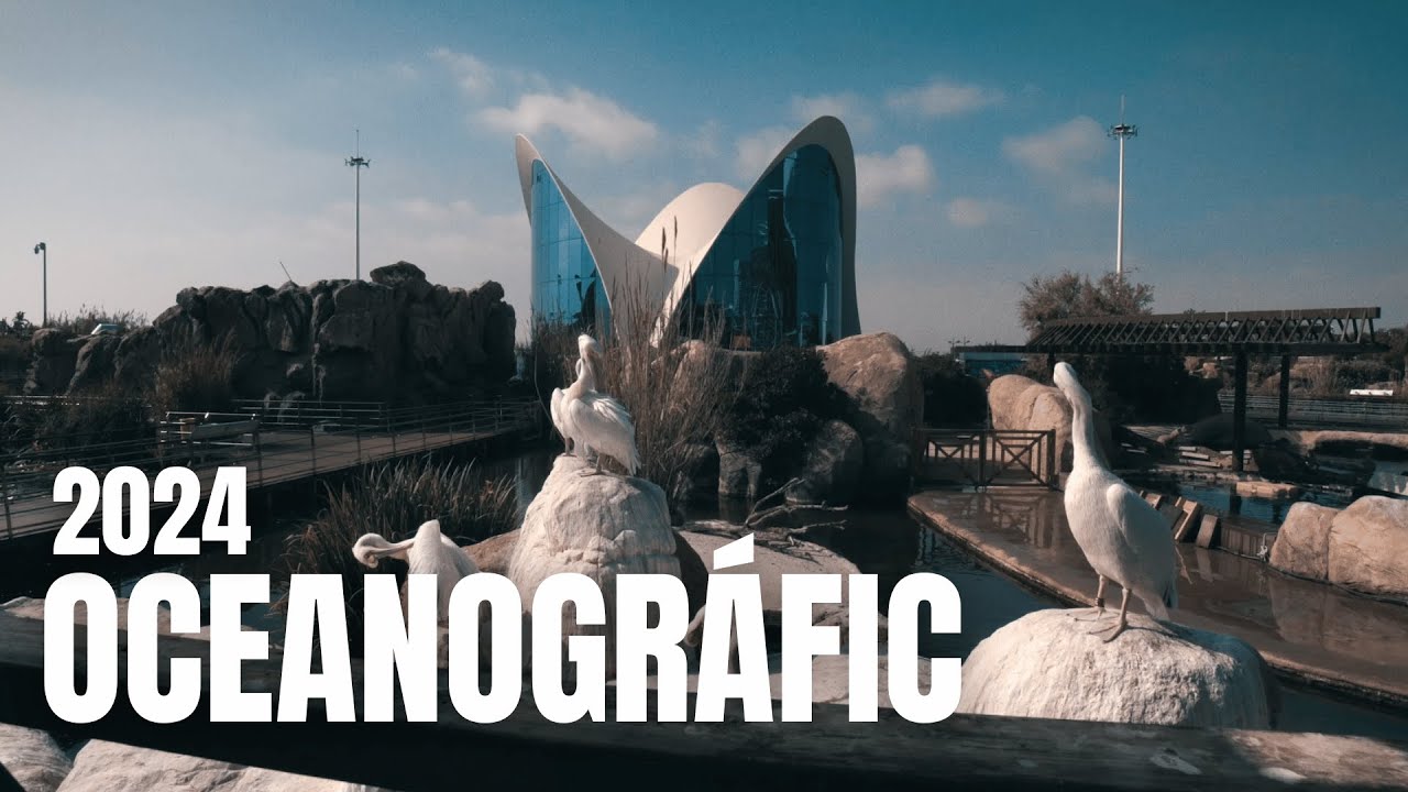 🌊 El Oceanogr&agrave;fic abre sus puertas al mundo de la conservaci&oacute;n y la fauna marina.