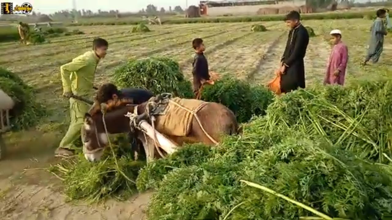 Village Life in Pakistan - Swabi - Khyber Pakhtunkhwa Pakistan