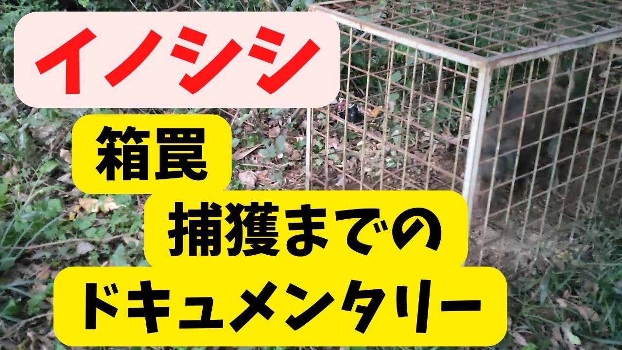 イノシシ　箱罠で捕獲するまでのドキュメンタリー