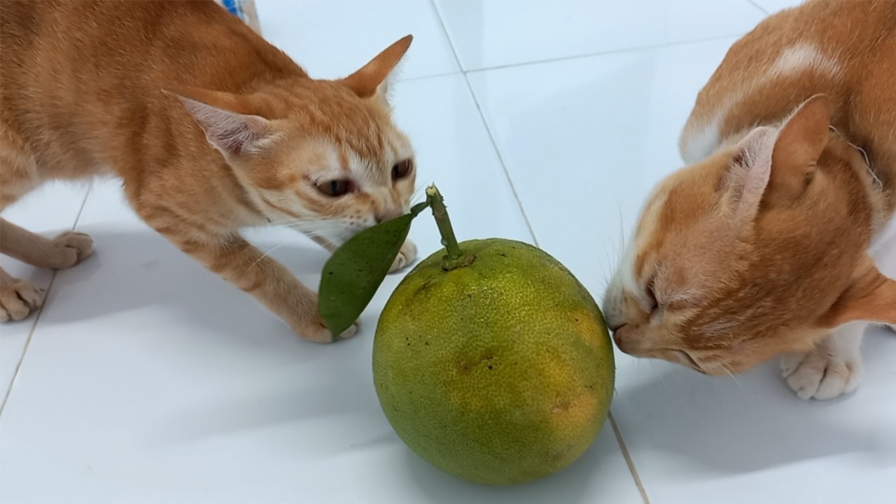 Two funny orange cats seeing a pomelo for the first time 😹