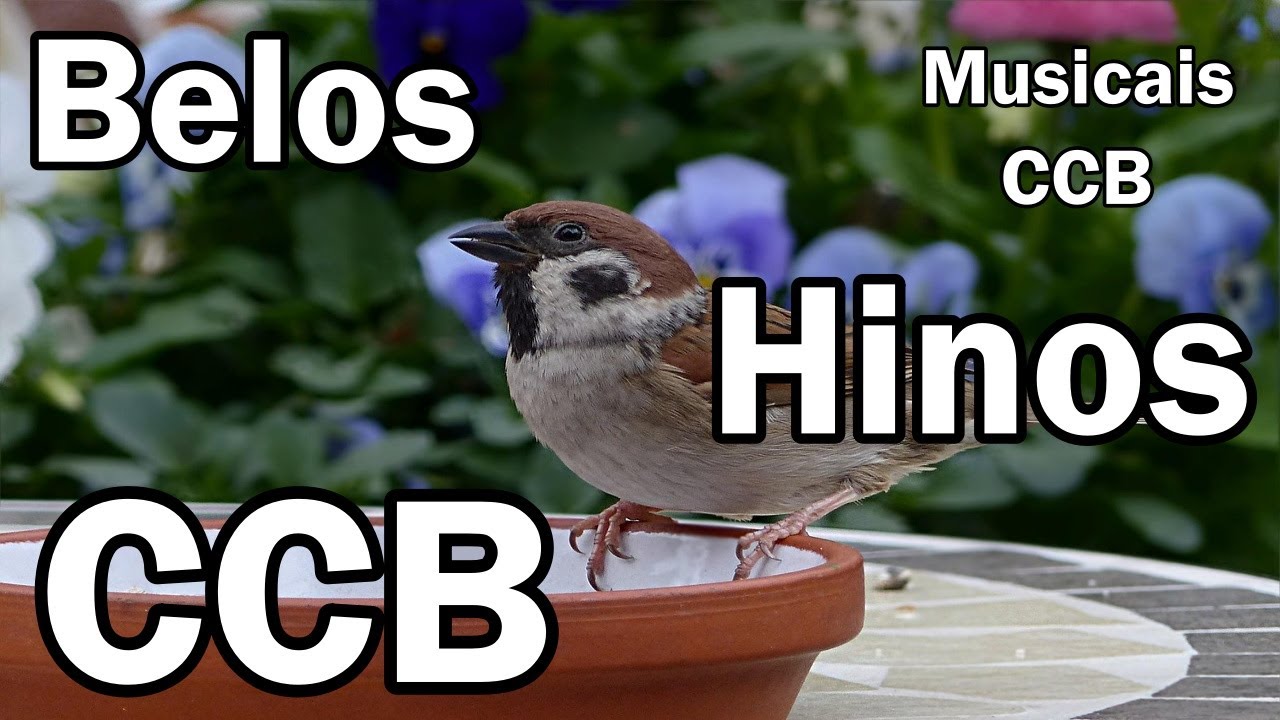 BELOS HINOS CCB CANTADOS -  Musicais CCB -  10/03/2026 - 110,120,150,155,165,175.....