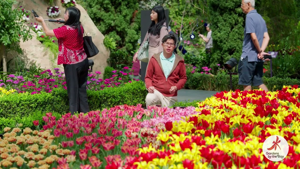 Tulipmania: Origins of the Tulips at Gardens by the Bay