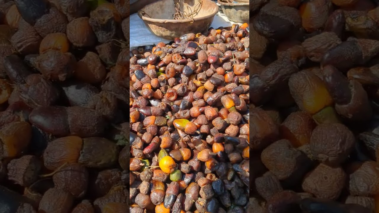 చాలా రోజులకు జీడి పండ్లు దొరికినయ్ i got rare fruit after long time