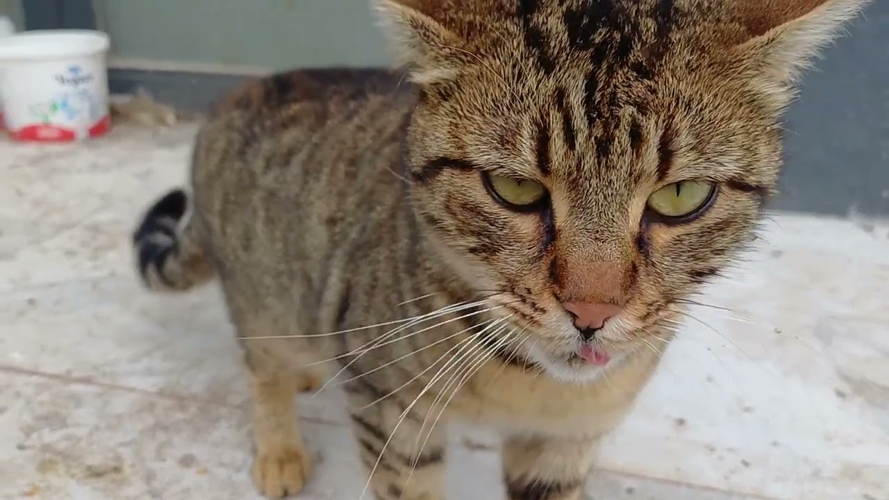 Karşılıklı sohbet mi tartışma mı belli değil🤣#catsvideo#cats#kedivideoları#kediler