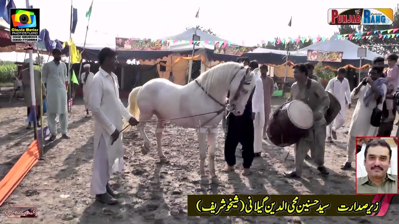 Horse Dance l Badshah  l 28 September 2024 l Mehmood Pura Chak No 1 Nankana Sahib l Ch Sakhawar Al