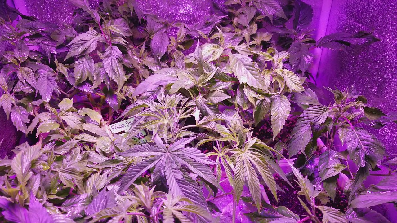 DUTCH PASSION GENETICS  INDOOR MARIJUANA GROW