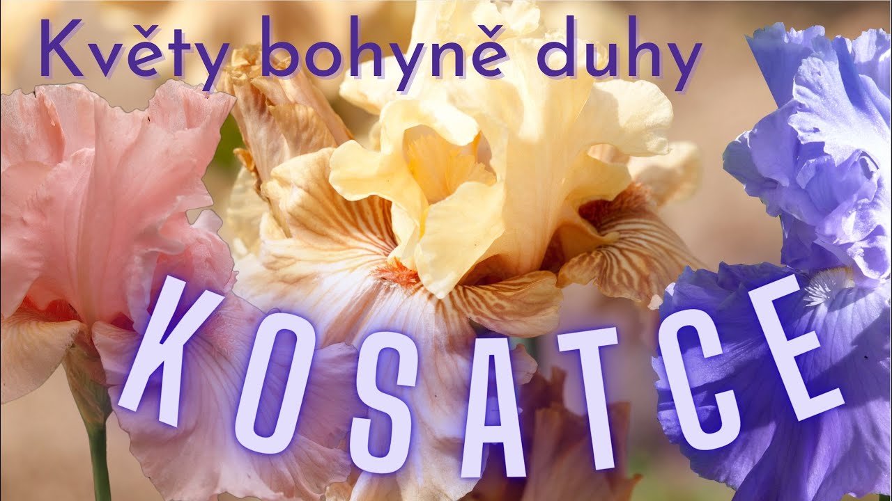 KOSATCE - květy bohyně IRIS