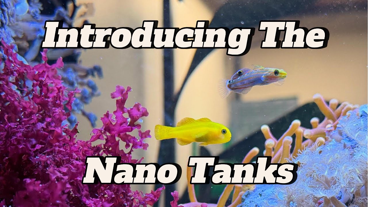 Introducing The Nano Tanks