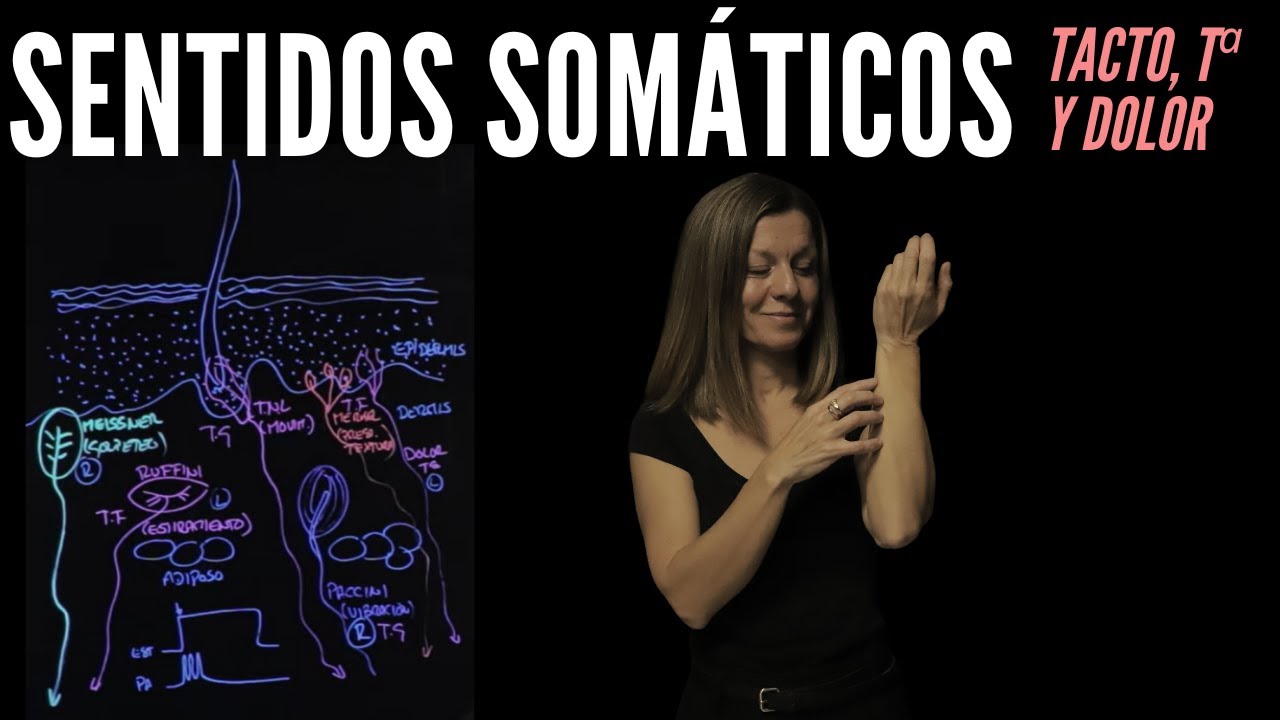 Receptores de los sentidos somáticos (tacto, temperatura, dolor y picor)